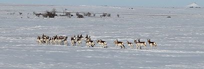 Baca county deer in winter