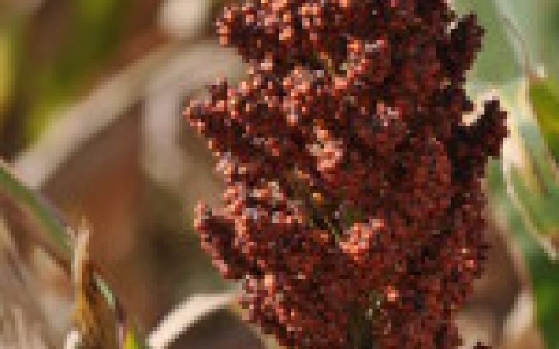 vilas crops 